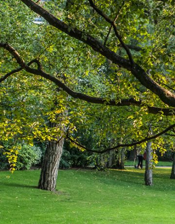 Jardin du Luxembourg I